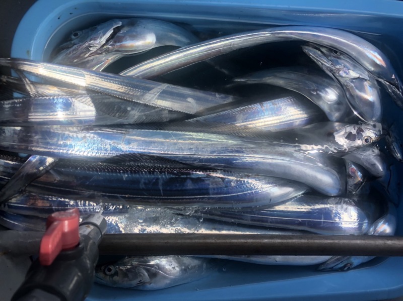 タチウオテンヤ釣行