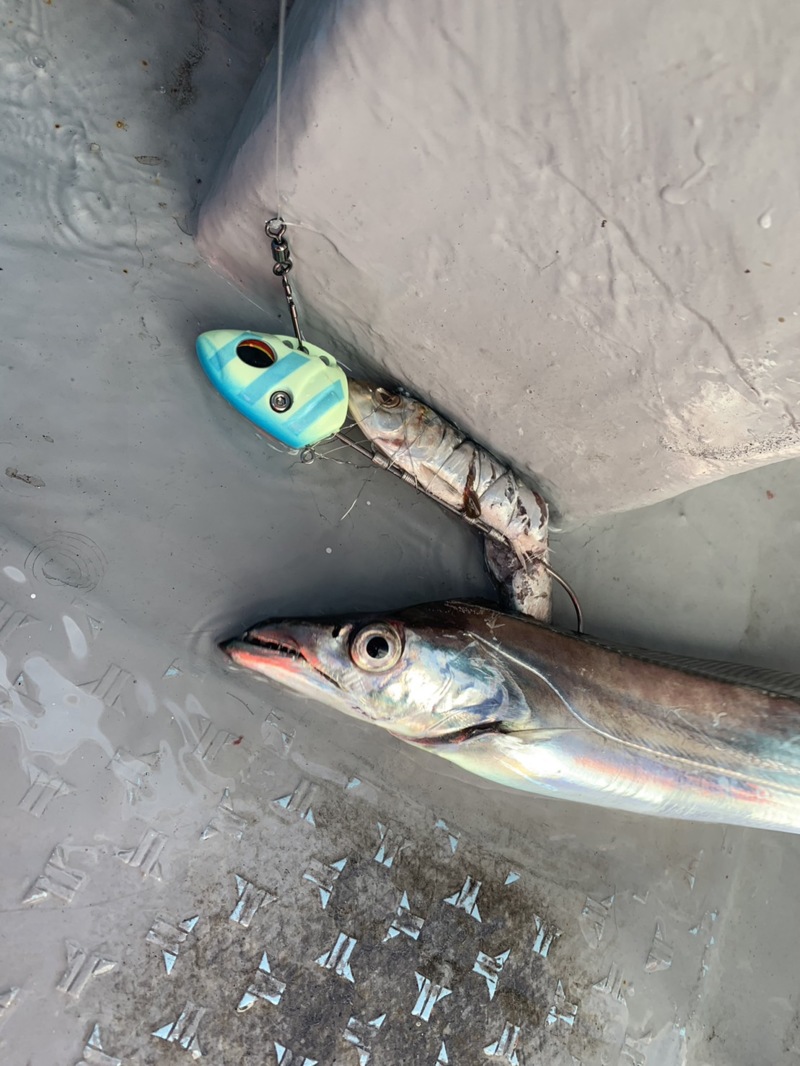 タチウオテンヤ釣行