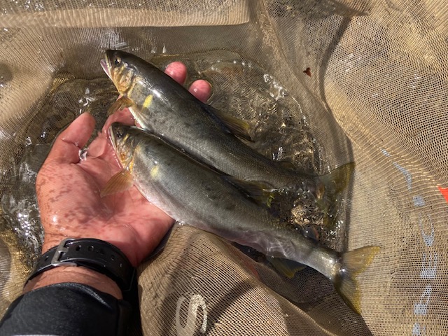 日高川へサイズ狙い釣行!