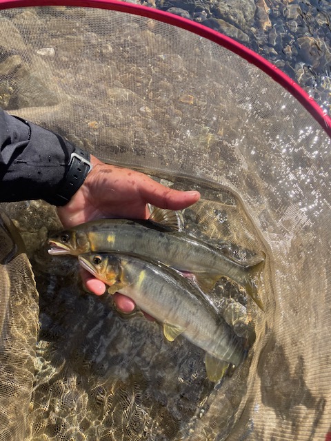 日高川へサイズ狙い釣行!