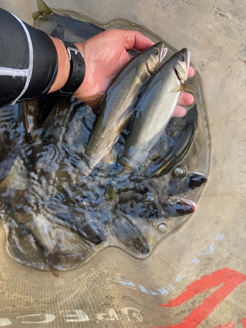 日高川へサイズ狙い釣行!