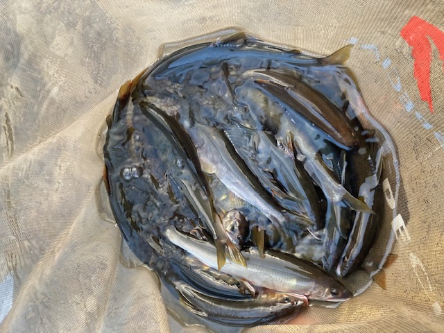 日高川へサイズ狙い釣行!