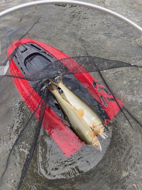 鮎友釣り今期最終釣行