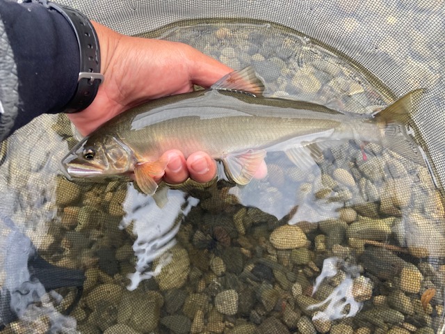 鮎友釣り今期最終釣行
