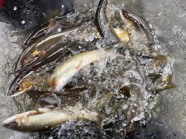 鮎友釣り今期最終釣行