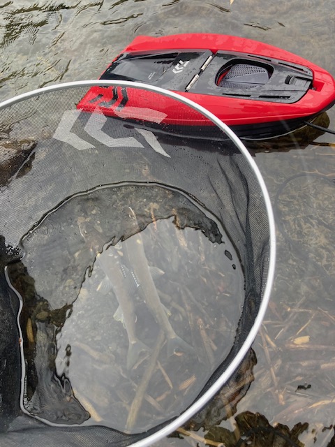 鮎友釣り今期最終釣行