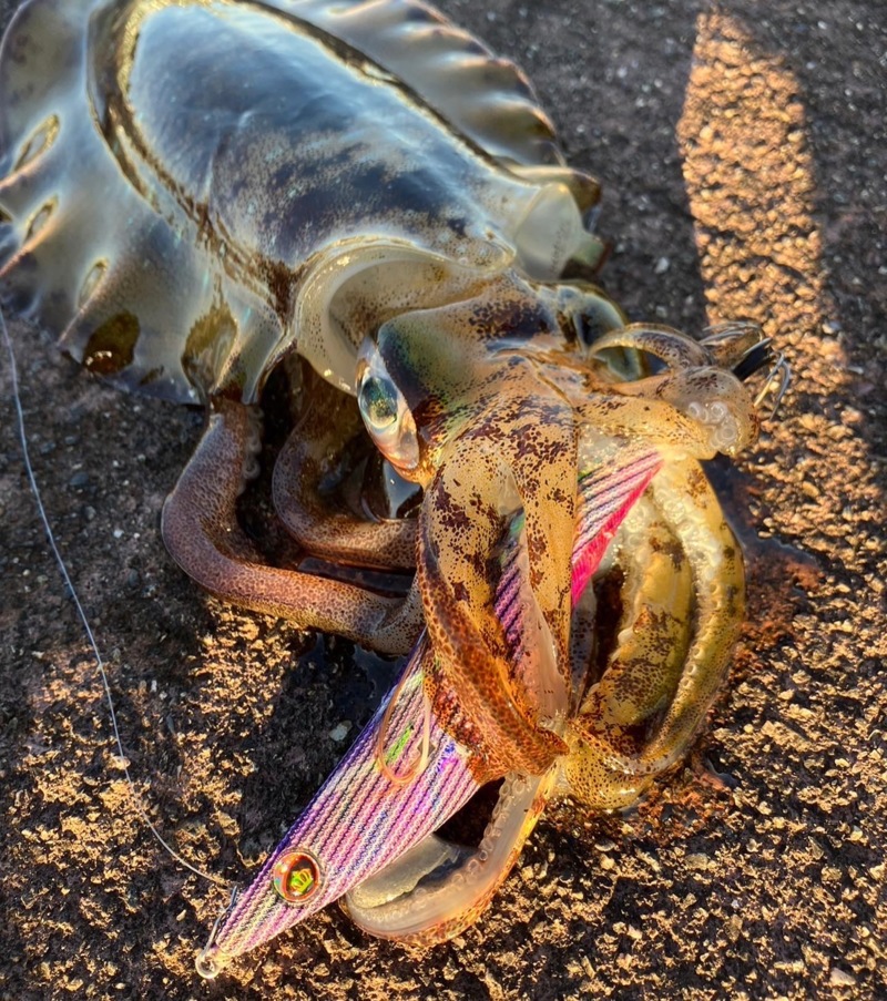 秋エギング2日目‼️更にええ感じに‼️