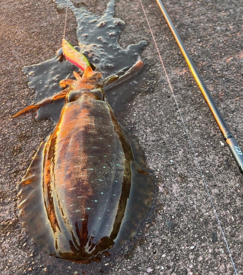 秋エギング2日目‼️更にええ感じに‼️