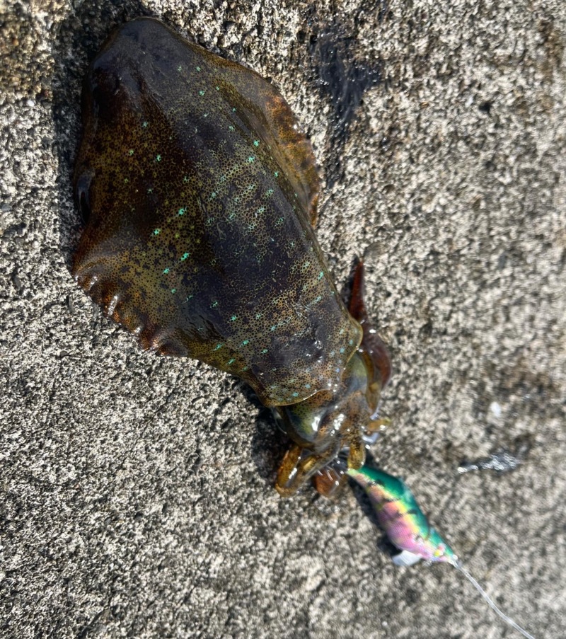 秋エギング2日目‼️更にええ感じに‼️