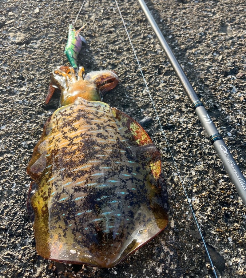 秋エギング2日目‼️更にええ感じに‼️