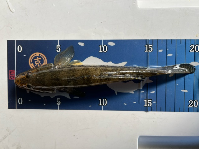 アーバンフィッシング淀川ハゼ1