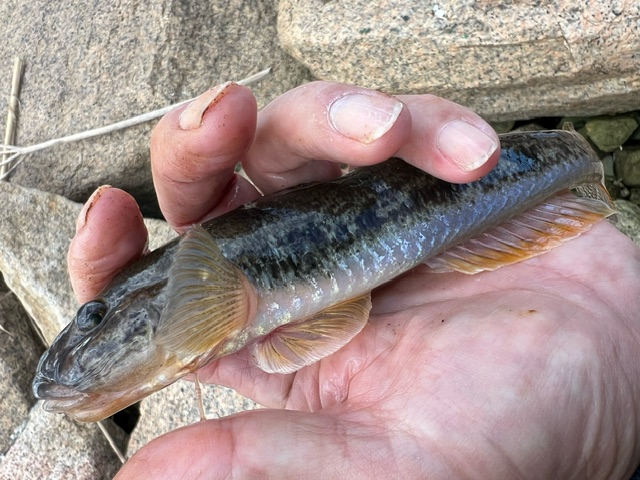 アーバンフィッシング淀川ハゼ1