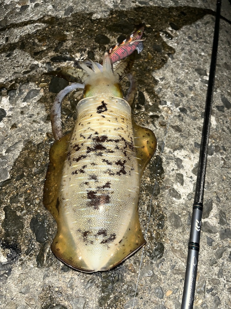 10月満月大潮エギング日和②〜確変起きたぞナイト編〜