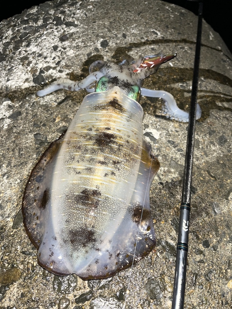 10月満月大潮エギング日和②〜確変起きたぞナイト編〜