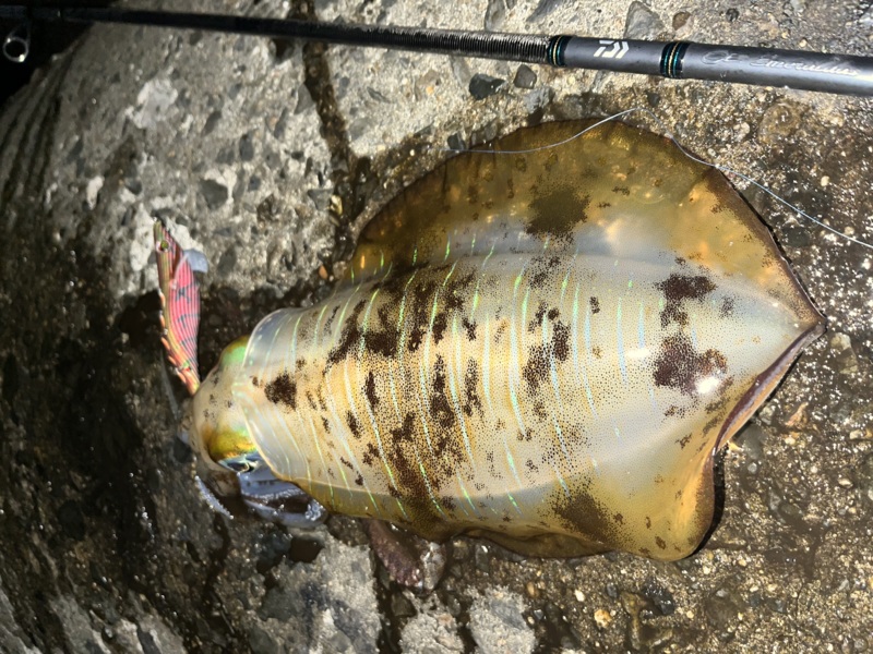 10月満月大潮エギング日和②〜確変起きたぞナイト編〜