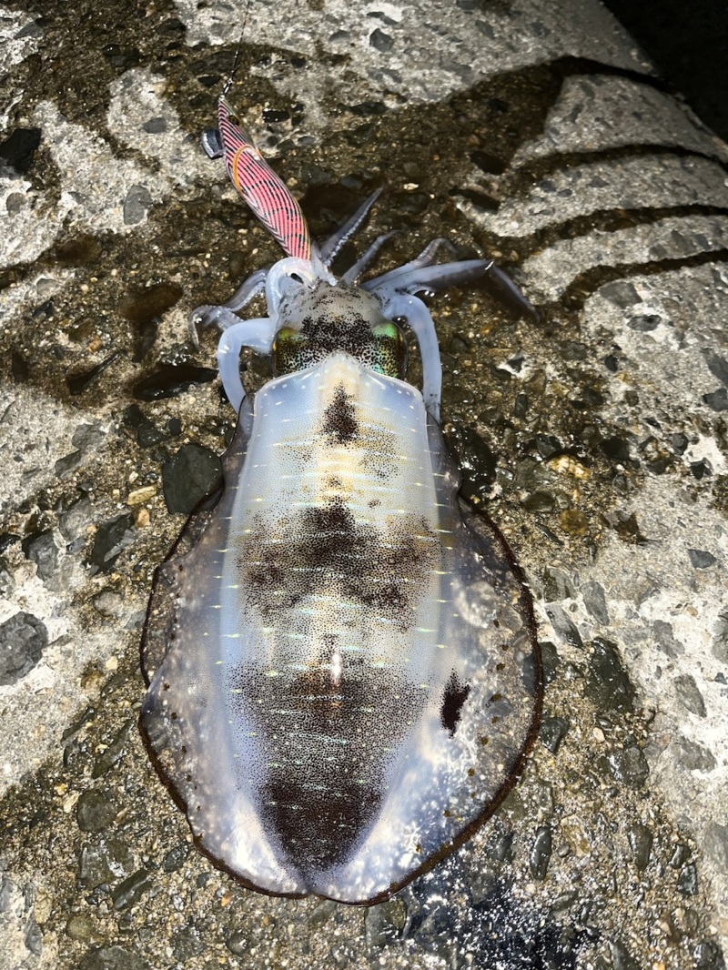 10月満月大潮エギング日和②〜確変起きたぞナイト編〜