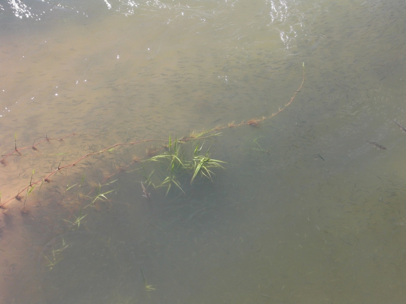 びわ湖・淡水ウキ釣り|小鮎第16・17・18戦