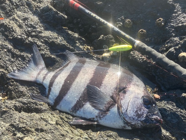 大型石鯛警報発令中!