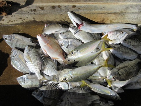 小浜湾イカダ釣り