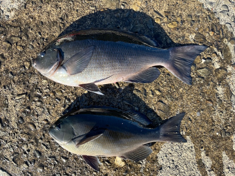 爆⭐︎風の尾鷲磯
