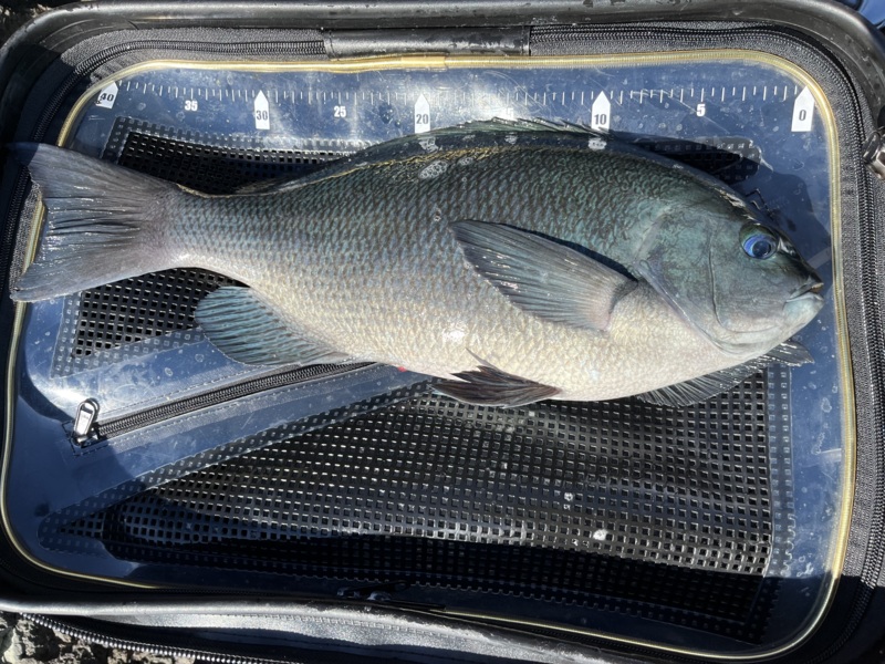 爆⭐︎風の尾鷲磯