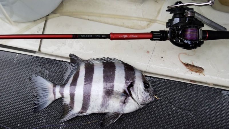 淡路由良のサンバソウ