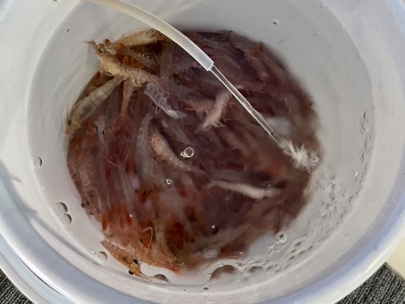 淡路由良のサンバソウ