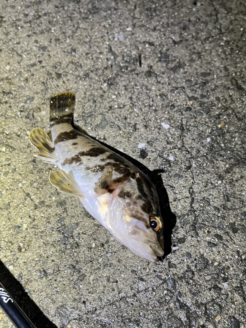 泉佐野ライトゲーム