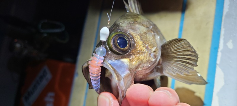 大阪湾インショアゲーム (冬)