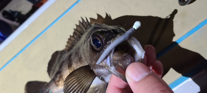 大阪湾インショアゲーム (冬)