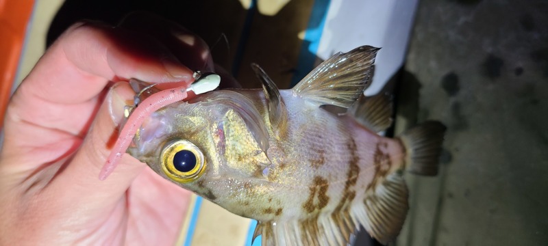 大阪湾インショアゲーム (冬)