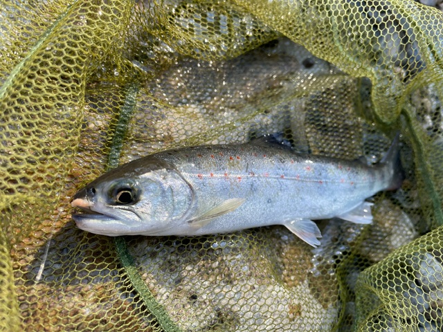 小柿渓谷放流釣り場