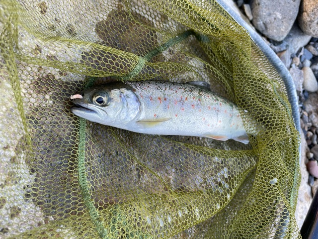 小柿渓谷放流釣り場