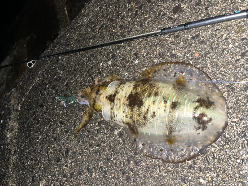 トンジギでキハダキャッチ!