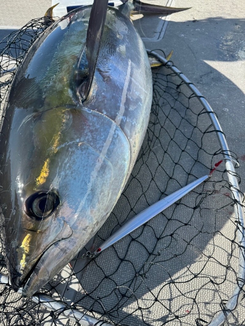 トンジギでキハダキャッチ!