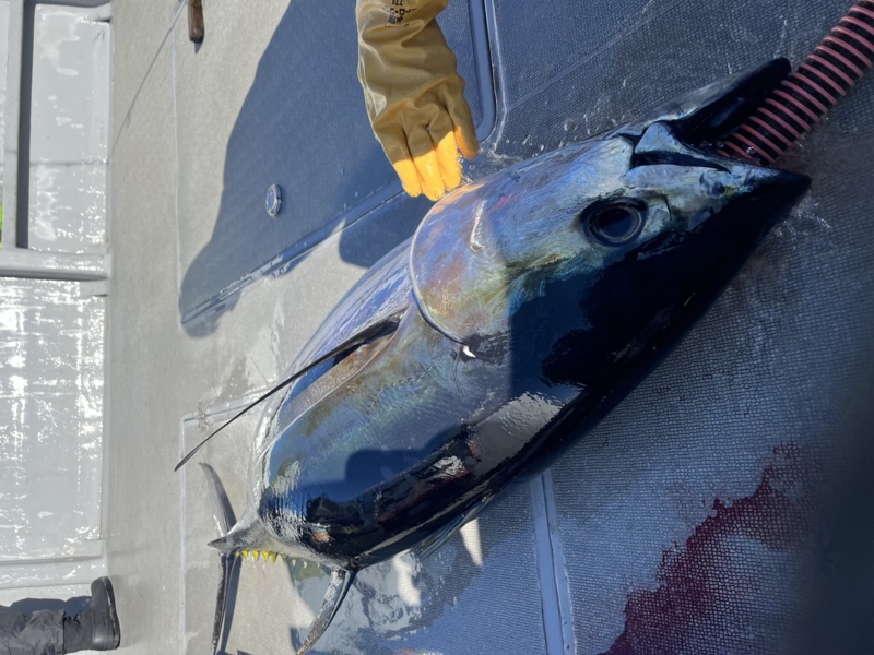 トンジギでキハダキャッチ!