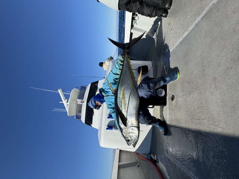 トンジギでキハダキャッチ!