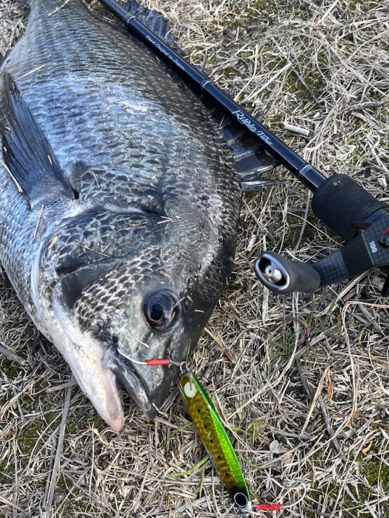 1月の寒波に岸ジギ炸裂!