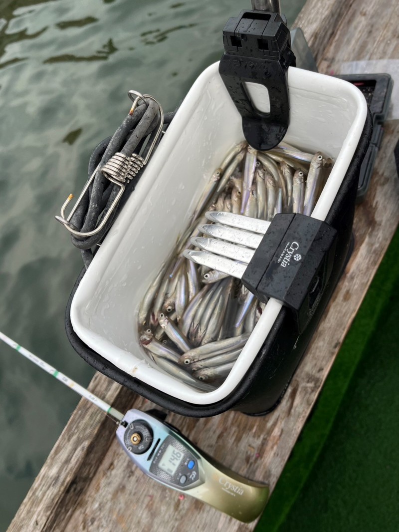 今がハイシーズの青野ダムワカサギ釣り