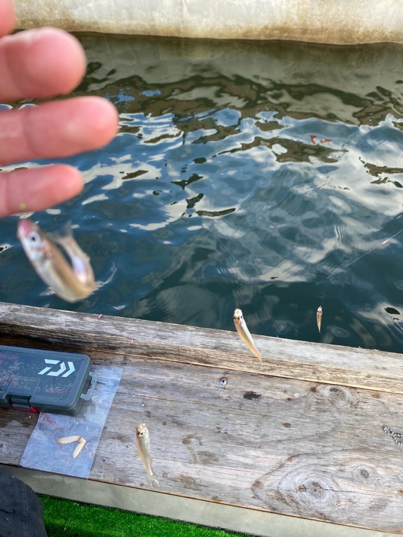 今がハイシーズの青野ダムワカサギ釣り