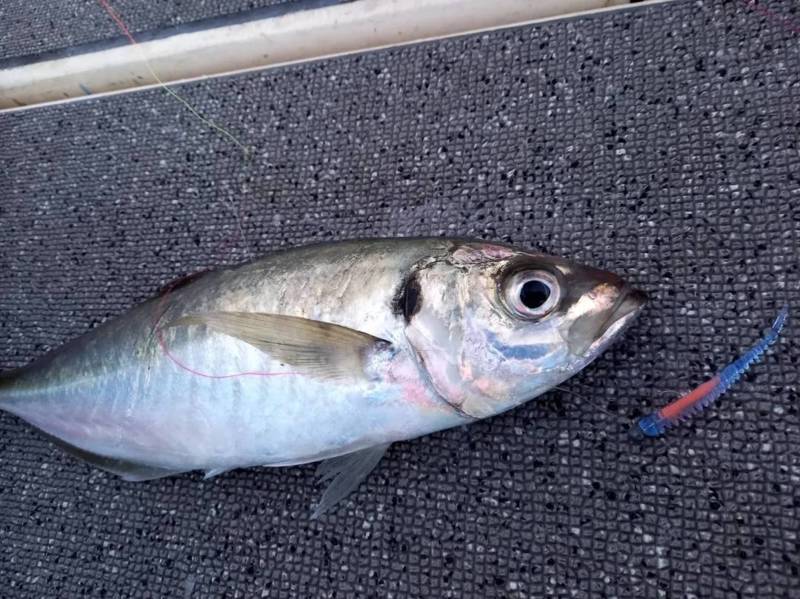 白墨丸 アジ絶好調