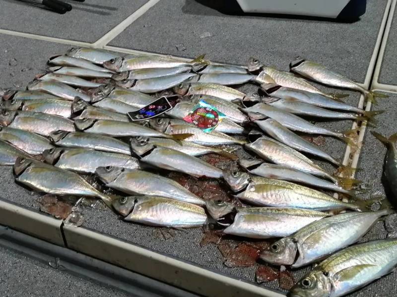 白墨丸 アジ絶好調