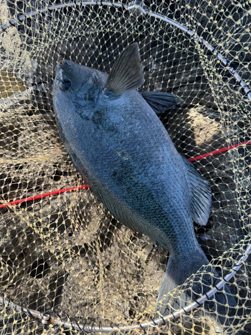 人生初磯釣りに!!