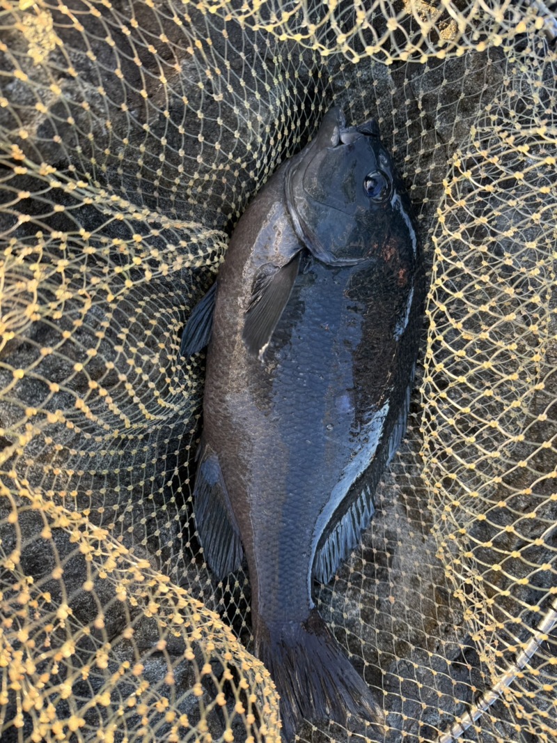 人生初磯釣りに!!