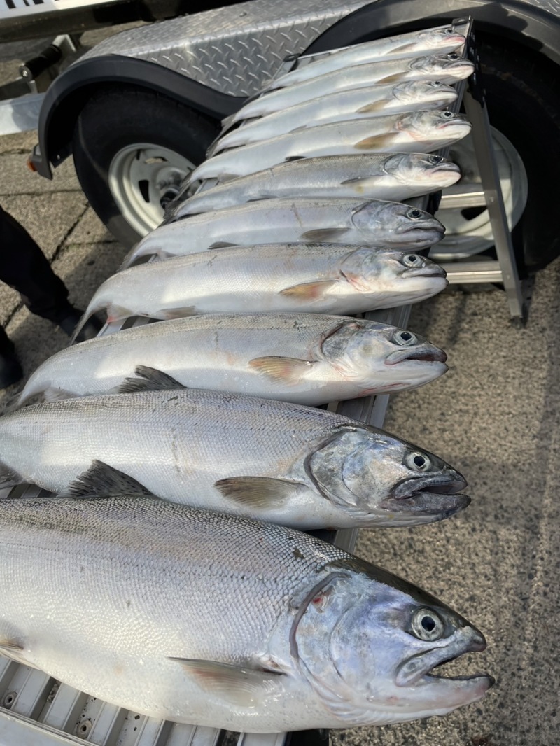 琵琶湖の宝石 琵琶鱒ジギング &トローリング