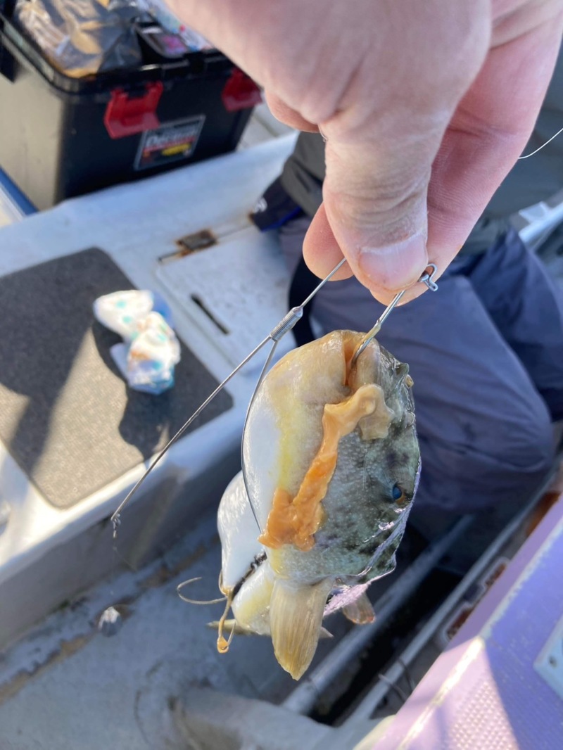 淡路島でカットウ!