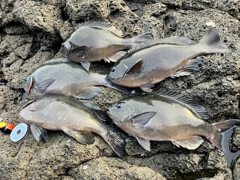 隠岐西ノ島 磯釣り