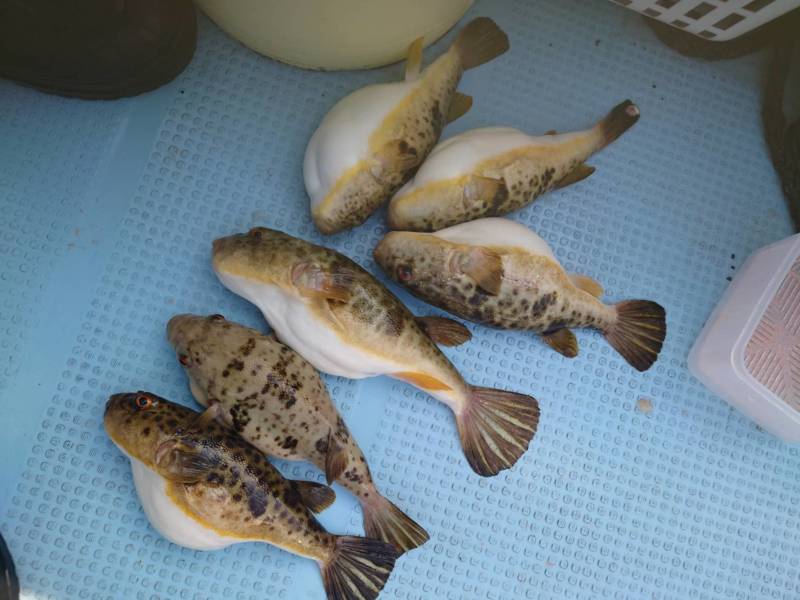 明石 アカメフグ釣り