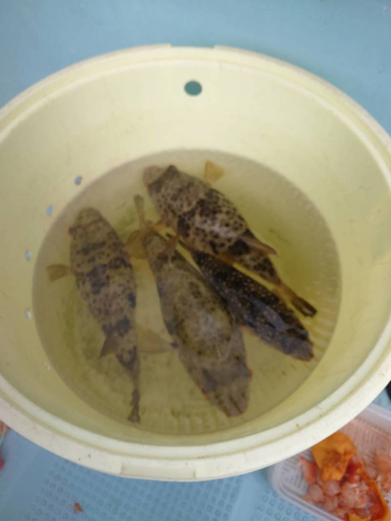 明石 アカメフグ釣り