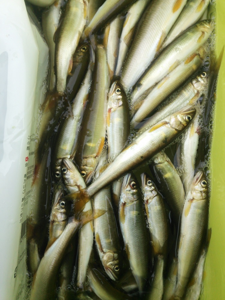 「滋賀県」湖北知内川|淡水ウキ釣り・びわ湖小鮎第24戦